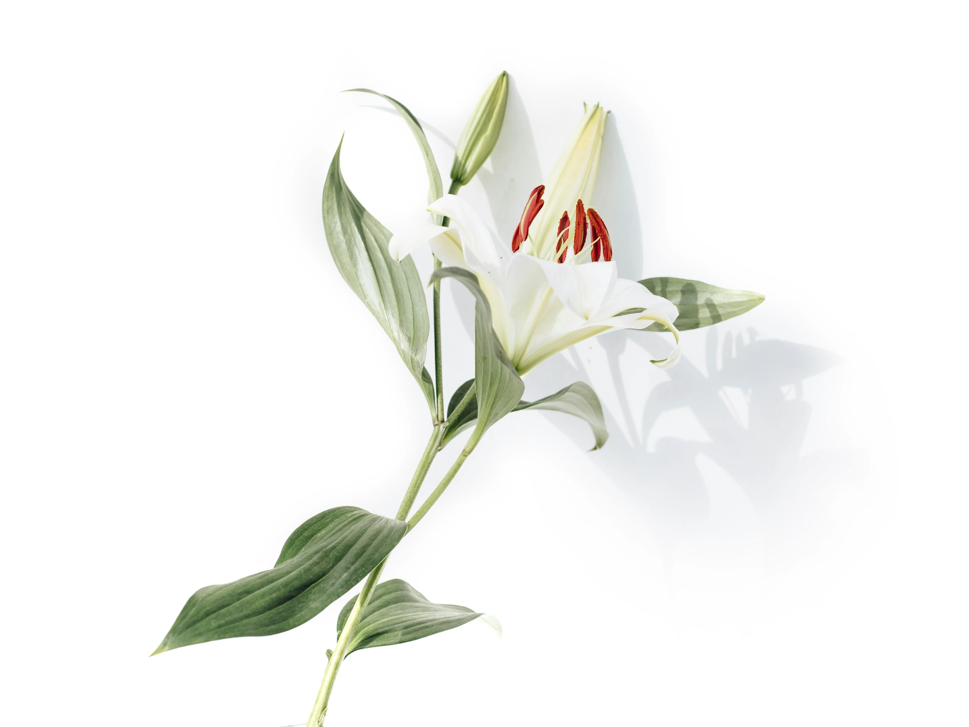 Fiore