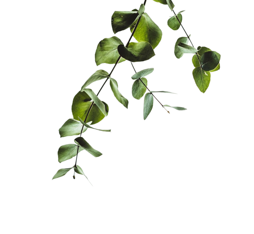 Pianta
