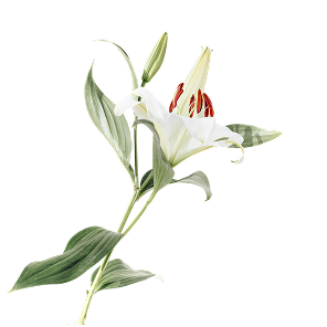 Fiore