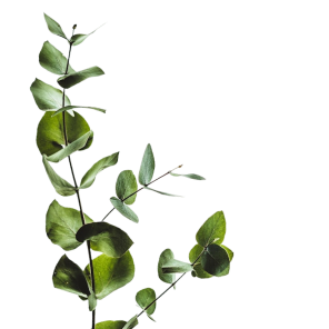 Pianta